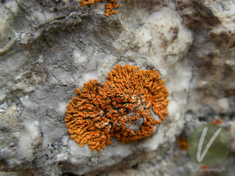 Zierliche Gelbflechte: Übersicht